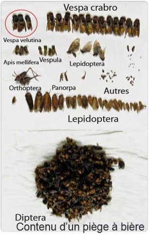 résultat d'étude inventaire entomofaune piégé